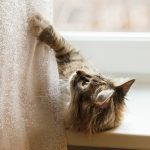 なぜ猫はカーテンに登るの？原因と対策方法を解説