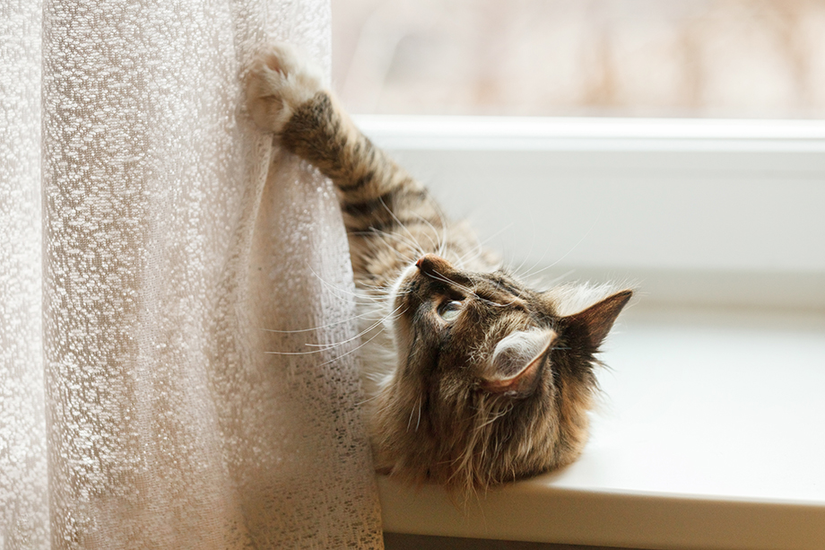 なぜ猫はカーテンに登るの？原因と対策方法を解説
