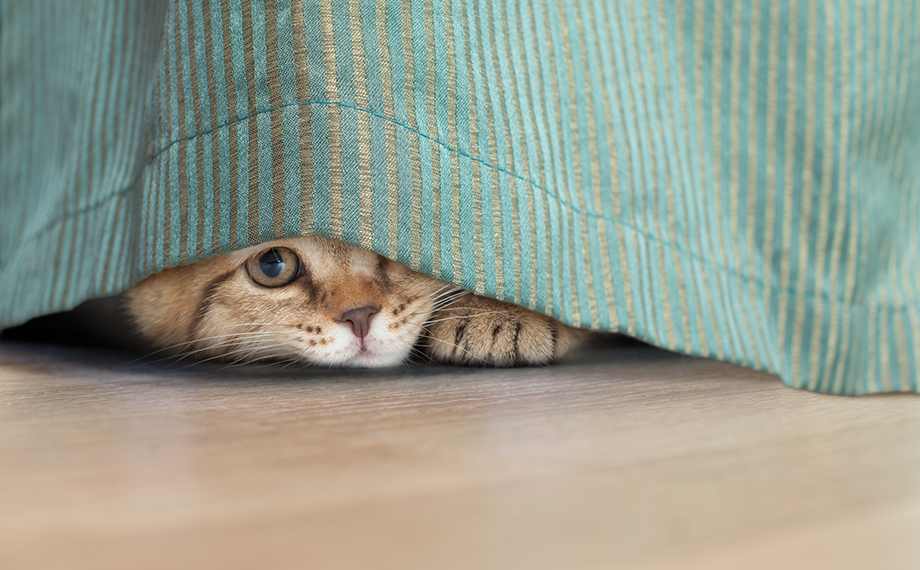カーテンに登る猫への対策法は？